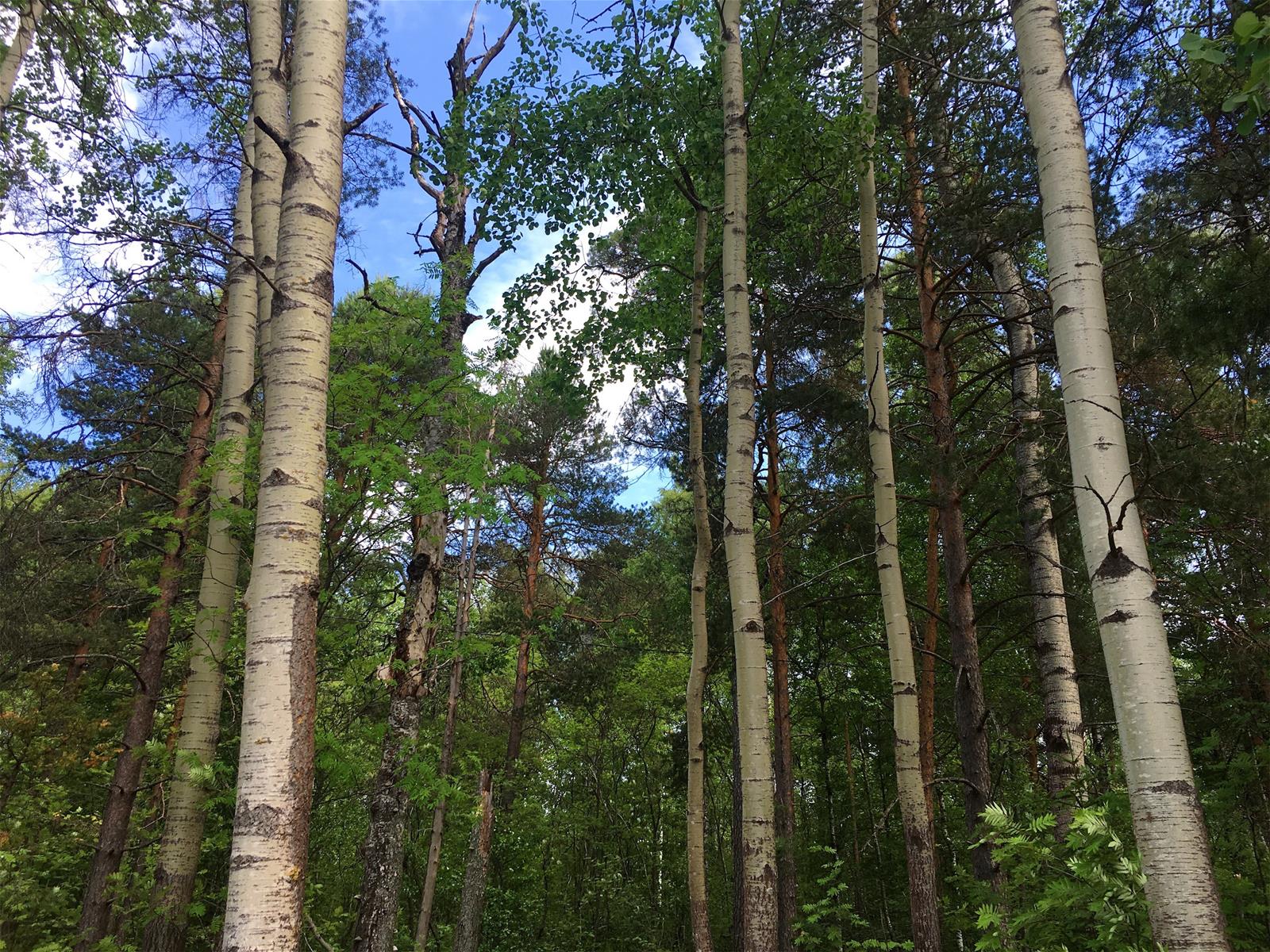 Pappilanniemi3.jpg